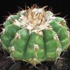 Discocactus_pugionacanthus